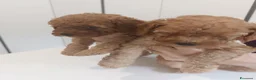 Barboncino Toy cani in vendita: Barboncini fulvi  - Annuncio 4