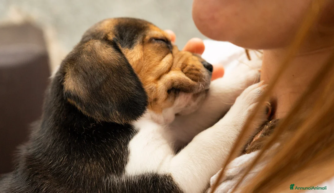 Beagle cani in vendita: CUCCIOLATA BEAGLE TRICOLORE - Annuncio 2