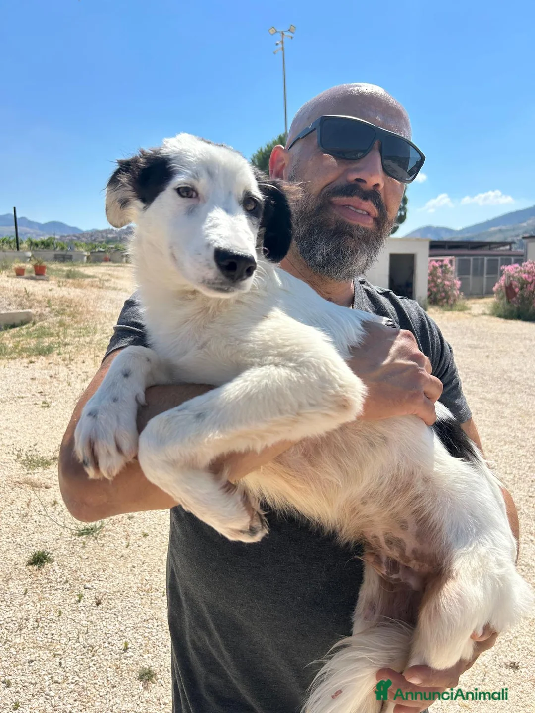 Meticcio cani in regalo: DUSAN - Annuncio 4