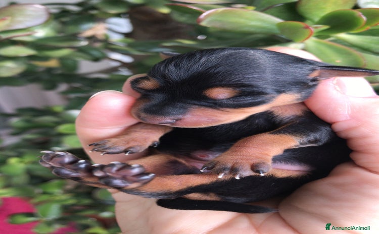 Pinscher Miniatura cani a Provincia di Ravenna - Annuncio 6