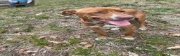 Meticcio cani in regalo: FLO e Harley  a Provincia di Brescia - Annuncio 5