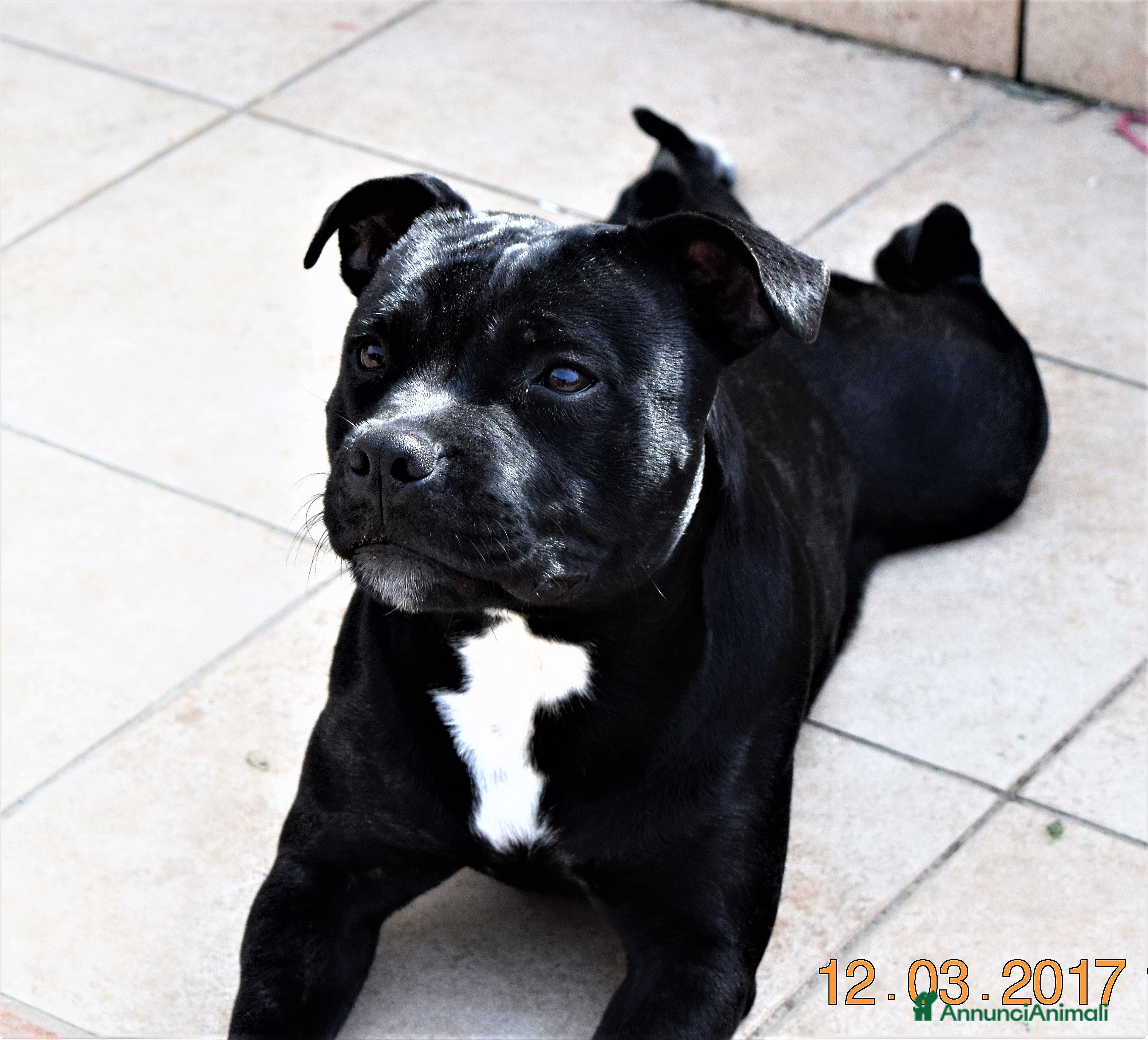 Staffordshire cani CUCCIOLI DI STAFFORSHIRE BULL TERRIER  - Annuncio 2