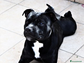 Staffordshire cani CUCCIOLI DI STAFFORSHIRE BULL TERRIER - Annuncio 32
