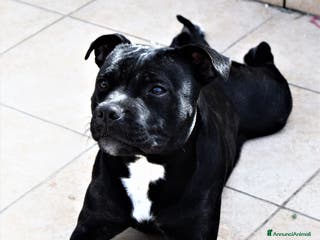 Staffordshire cani CUCCIOLI DI STAFFORSHIRE BULL TERRIER - Annuncio 2