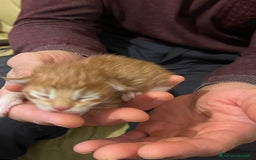 Maine Coon gatti in vendita: Cuccioli di Maine Coon - Immagine 17