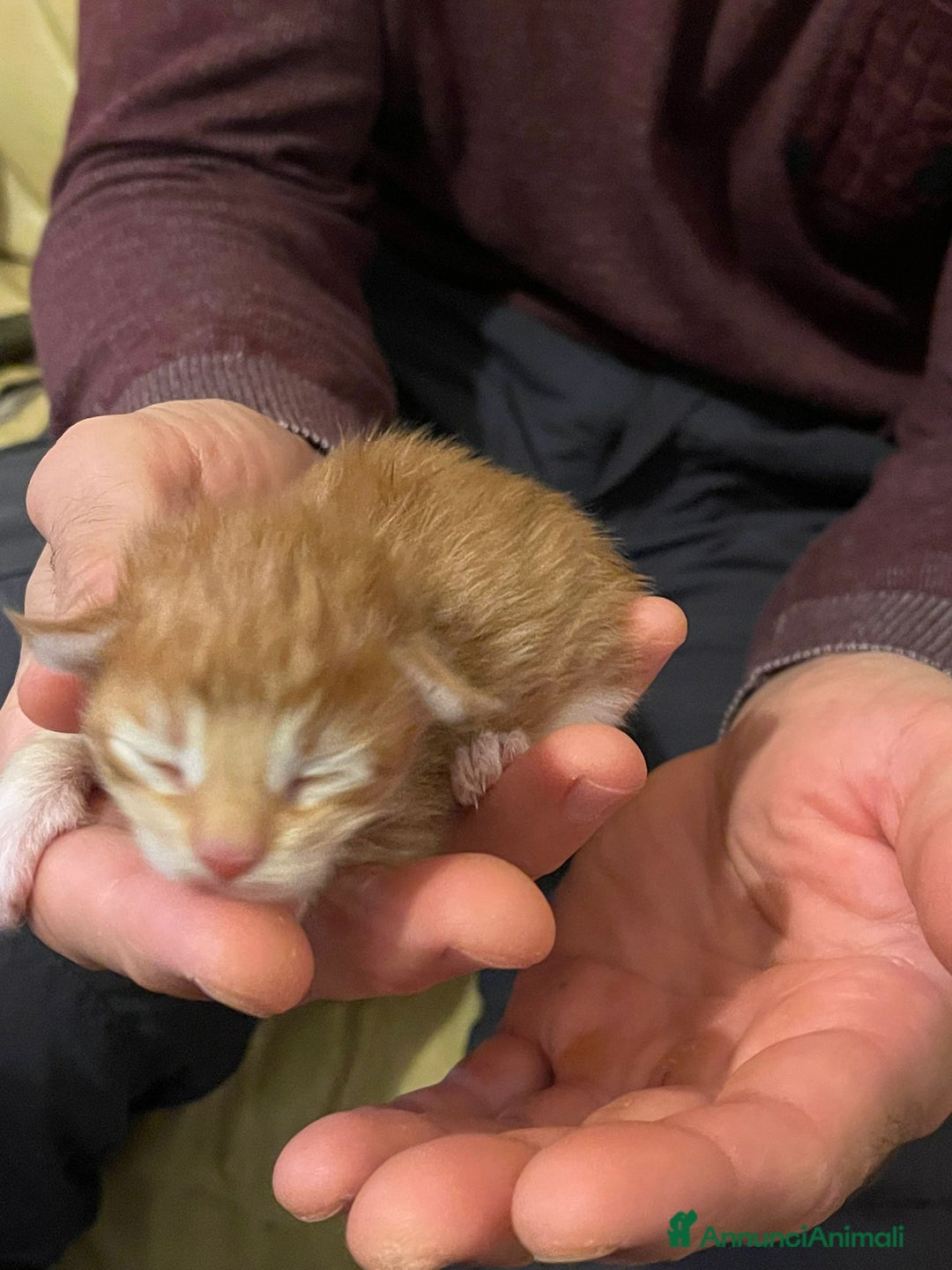 Maine Coon gatti in vendita: Cuccioli di Maine Coon - Immagine 17