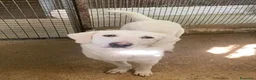 Meticcio cani in regalo: LERRY determinato! - Annuncio 3