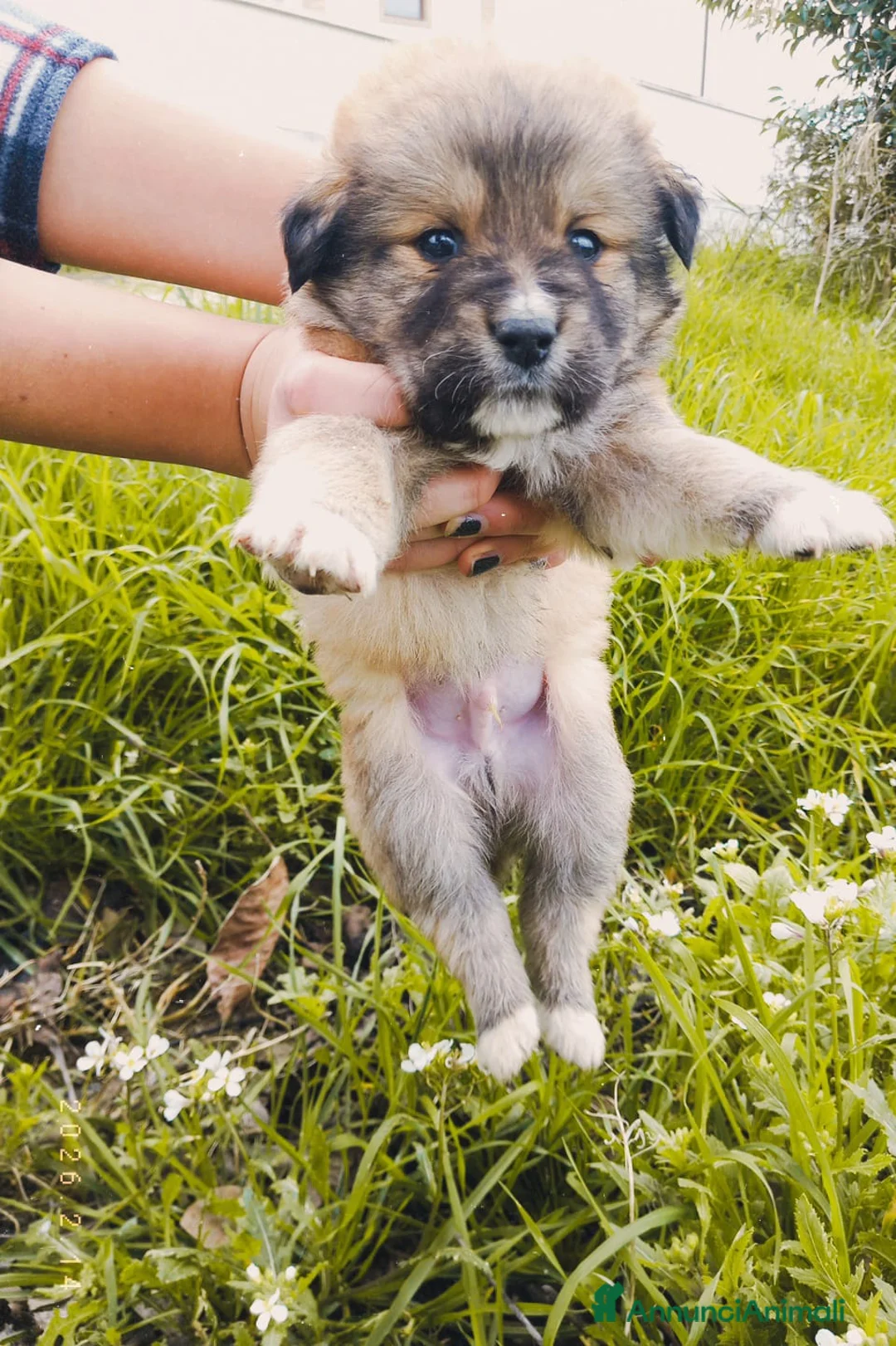 Meticcio cani in regalo: Cuccioli meravigliosi a Provincia di Pescara - Annuncio 7