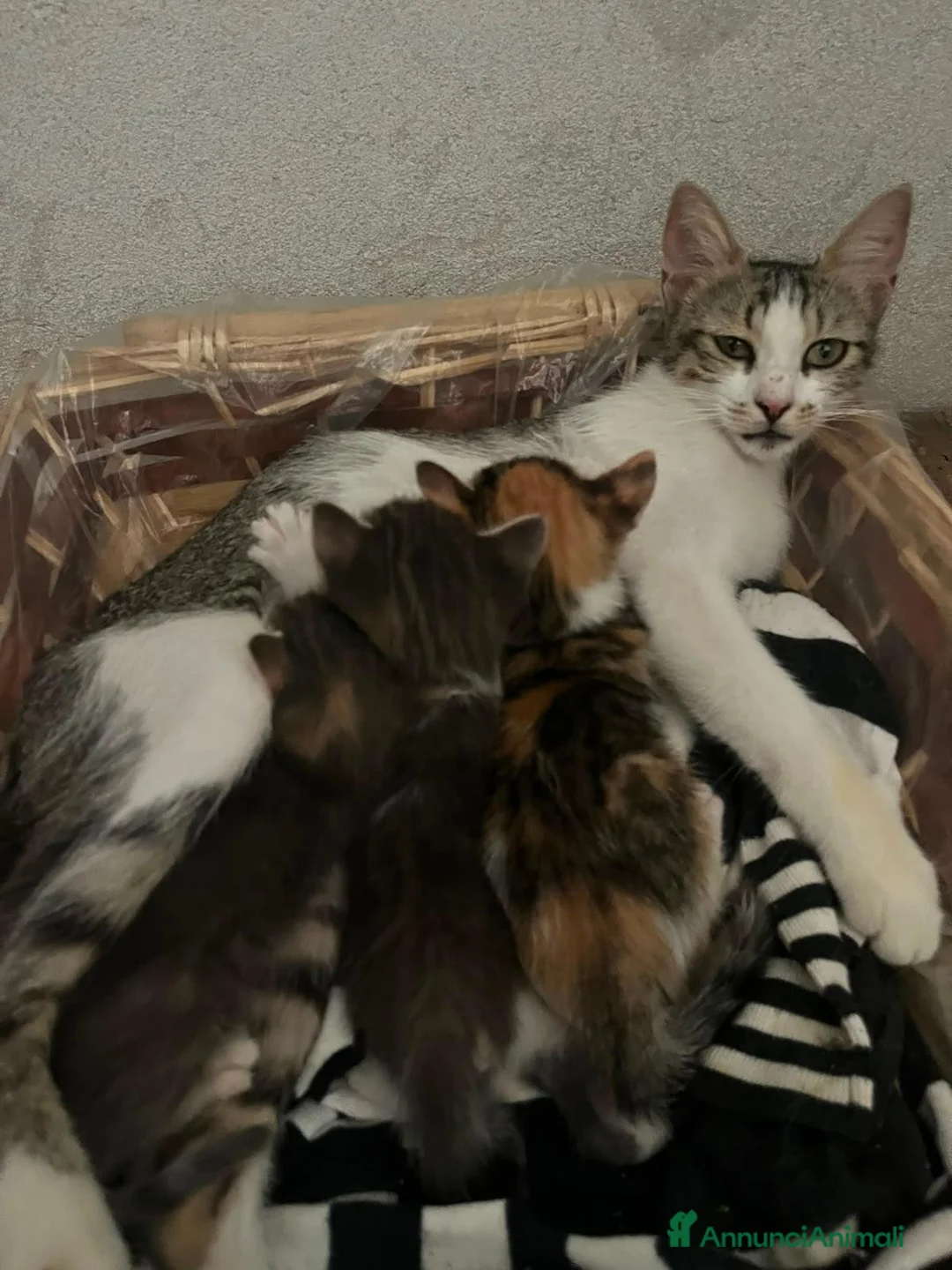 Meticcio gatti in regalo: Regalo 3 gattini zono Sciacca / Ribera - Annuncio 6