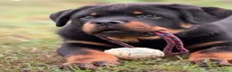 Rottweiler cani in vendita: Maschione linea serba disponibile subito  - Annuncio 2