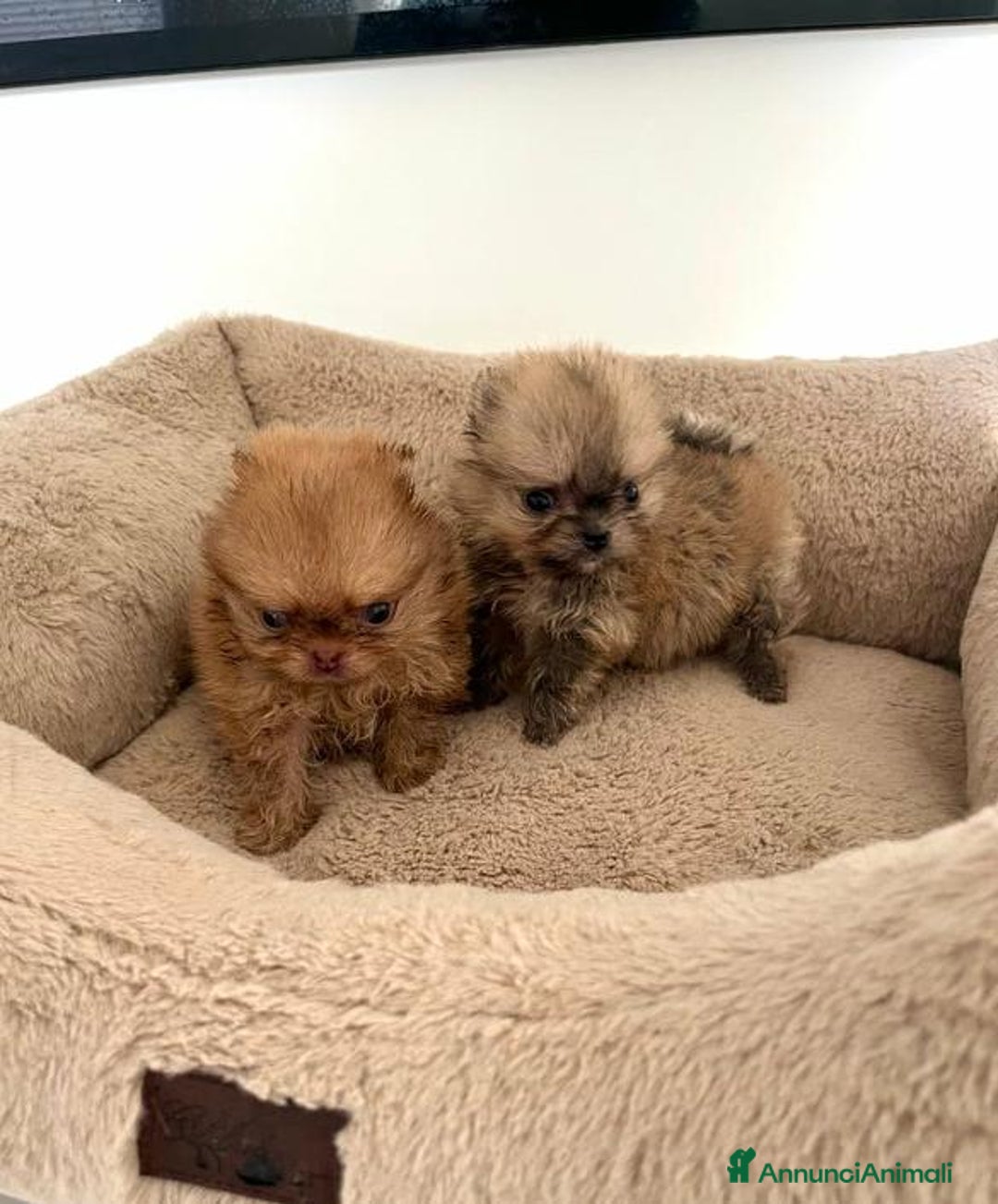 Volpino Pomerania cani in vendita: Cuccioli di Pomerania!  - Annuncio 4