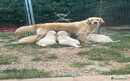 Golden Retriever cani in vendita: Cuccioli di Gold Retriever con pedigree  - Immagine 22