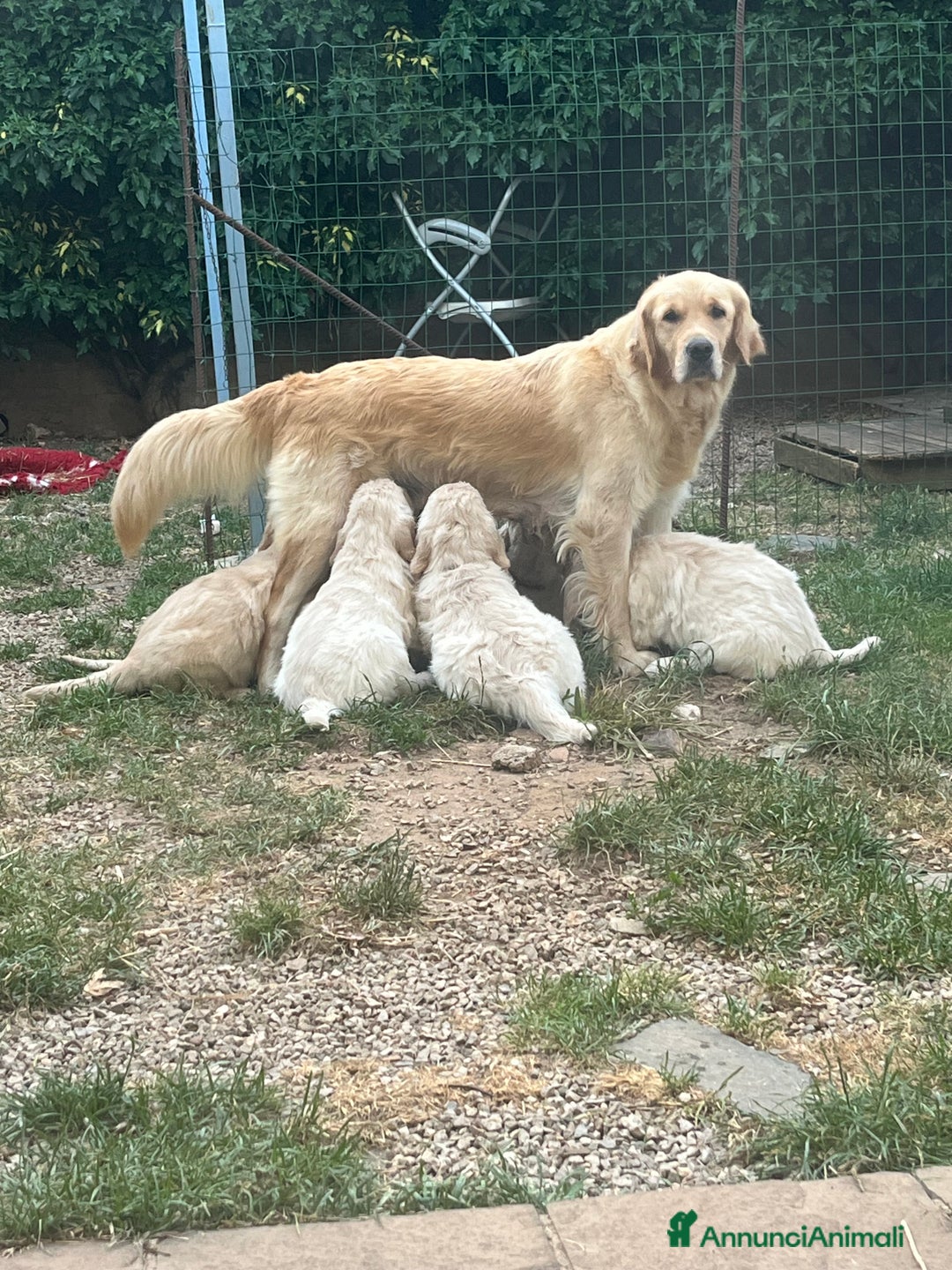 Golden Retriever cani in vendita: Cuccioli di Gold Retriever con pedigree  - Immagine 22
