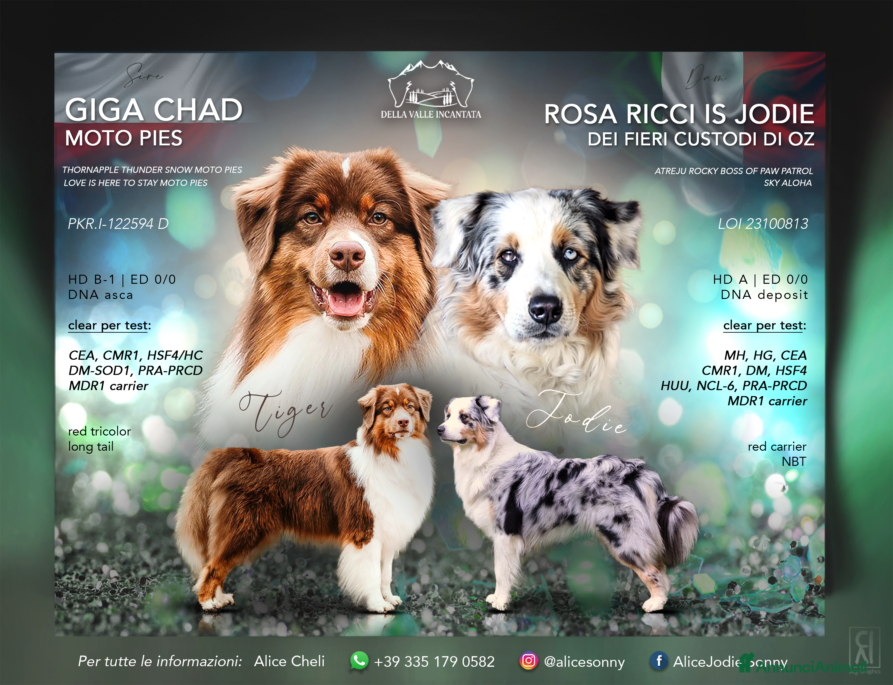 Australian Shepherd cani MERAVIGLIOSI CUCCIOLI DI AUSTRALIAN SHEPHERD - Annuncio 4