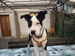 Meticcio cani UNA MAMMA PER JACK - Annuncio 4