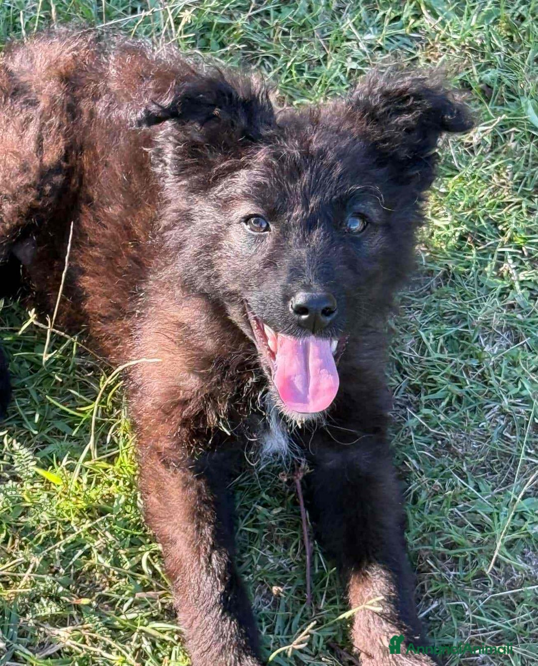 Meticcio cani in regalo: OMBRA, bellissima orsetta in nero! - Annuncio 2