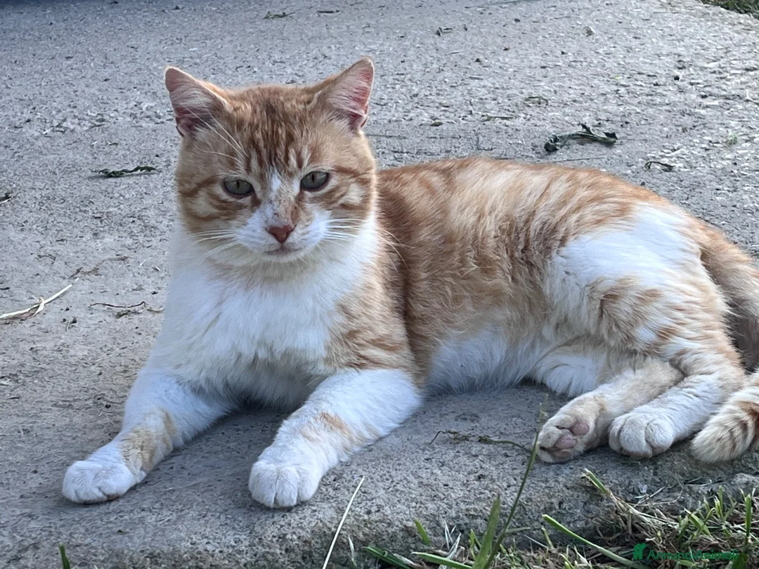 Europeo gatti in regalo: Mango. Gatto cerca la sua famiglia. - Annuncio 2