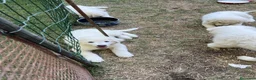 Pastore Abbruzzese Maremmano cani in vendita: cuccioli pastore abruzzese maremmano a Provincia di Lodi - Annuncio 3
