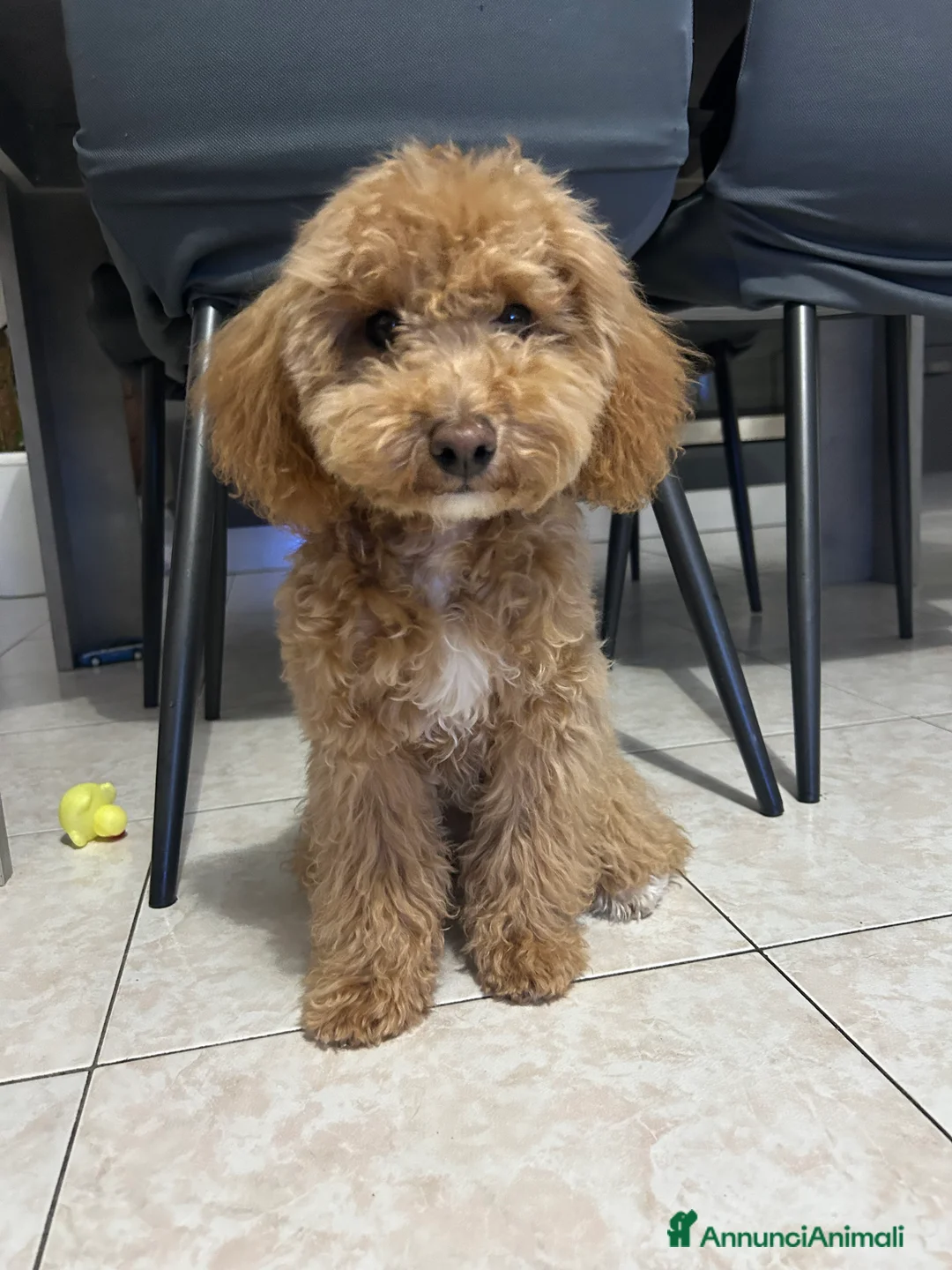 Barboncino Toy cani in vendita: Barboncina nano/toy - Annuncio 4