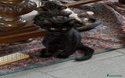 Altre razze gatti in vendita: 7 allegri batuffoli in cerca di casa a Province of Brescia - Immagine 33
