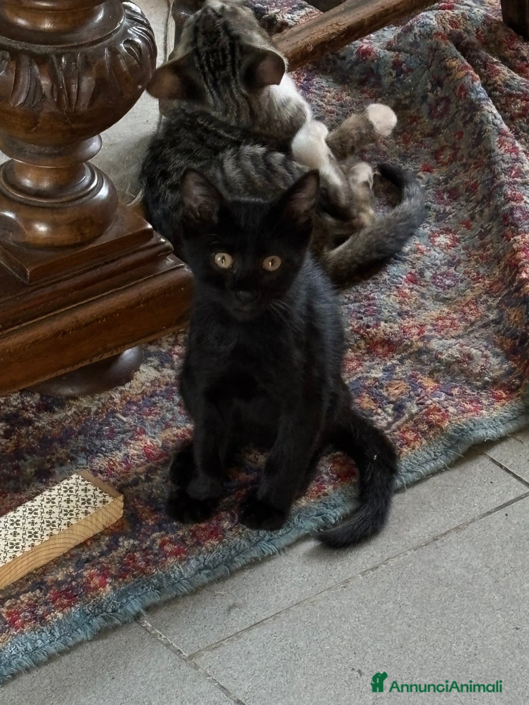 Altre razze gatti in vendita: 7 allegri batuffoli in cerca di casa a Province of Brescia - Immagine 33