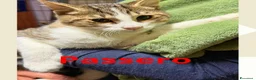 Meticcio gatti in regalo: Gattini di 5 mesi buonissimi - Annuncio 7