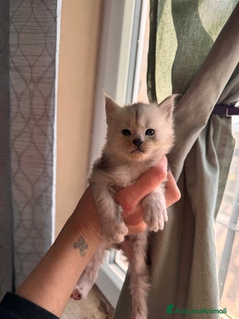 Maine Coon gatti - Annuncio 5