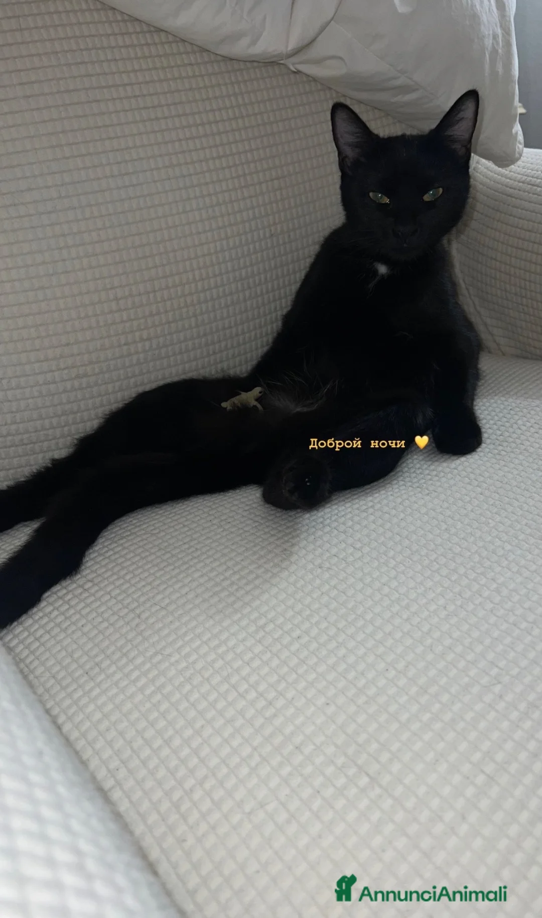 Altre razze gatti in vendita: 🩶🩵GATTINI MOLTO BELLI E INTELLIGENTE🩷🖤 - Annuncio 2