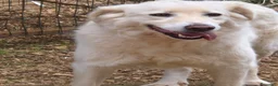 Meticcio cani in regalo: Bijoux e Tobia fratelli bravi e inseparabili - Annuncio 16
