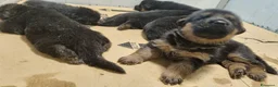 Pastore Tedesco cani in vendita: cuccioli pastore tedesco - Annuncio 9
