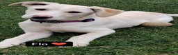 Meticcio cani in regalo: Flo cucciola di 4 mesi cerca casa - Annuncio 2