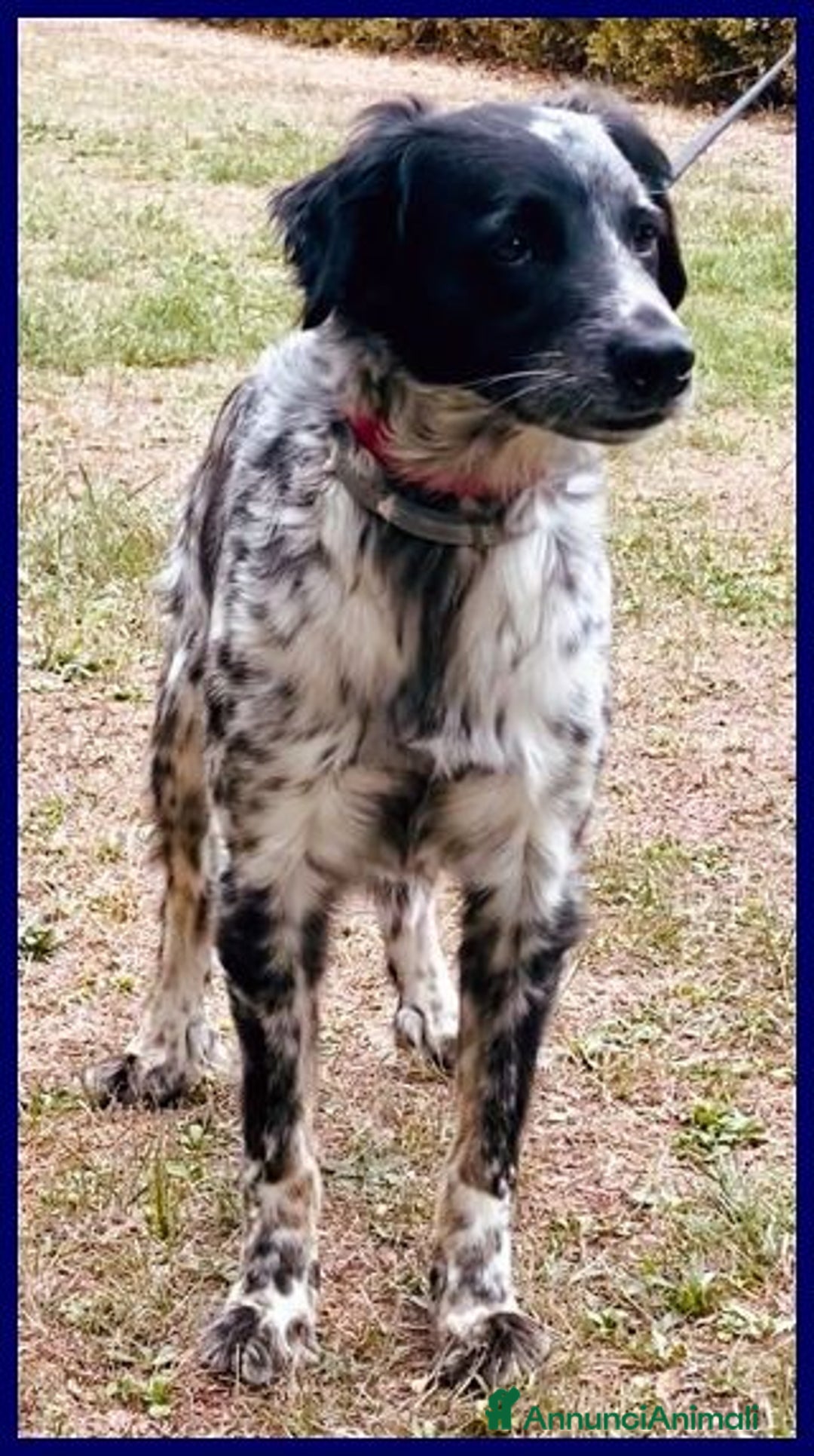 Meticcio cani in regalo: NACHO 7anni e 20kg di gioia di vivere! - Annuncio 8