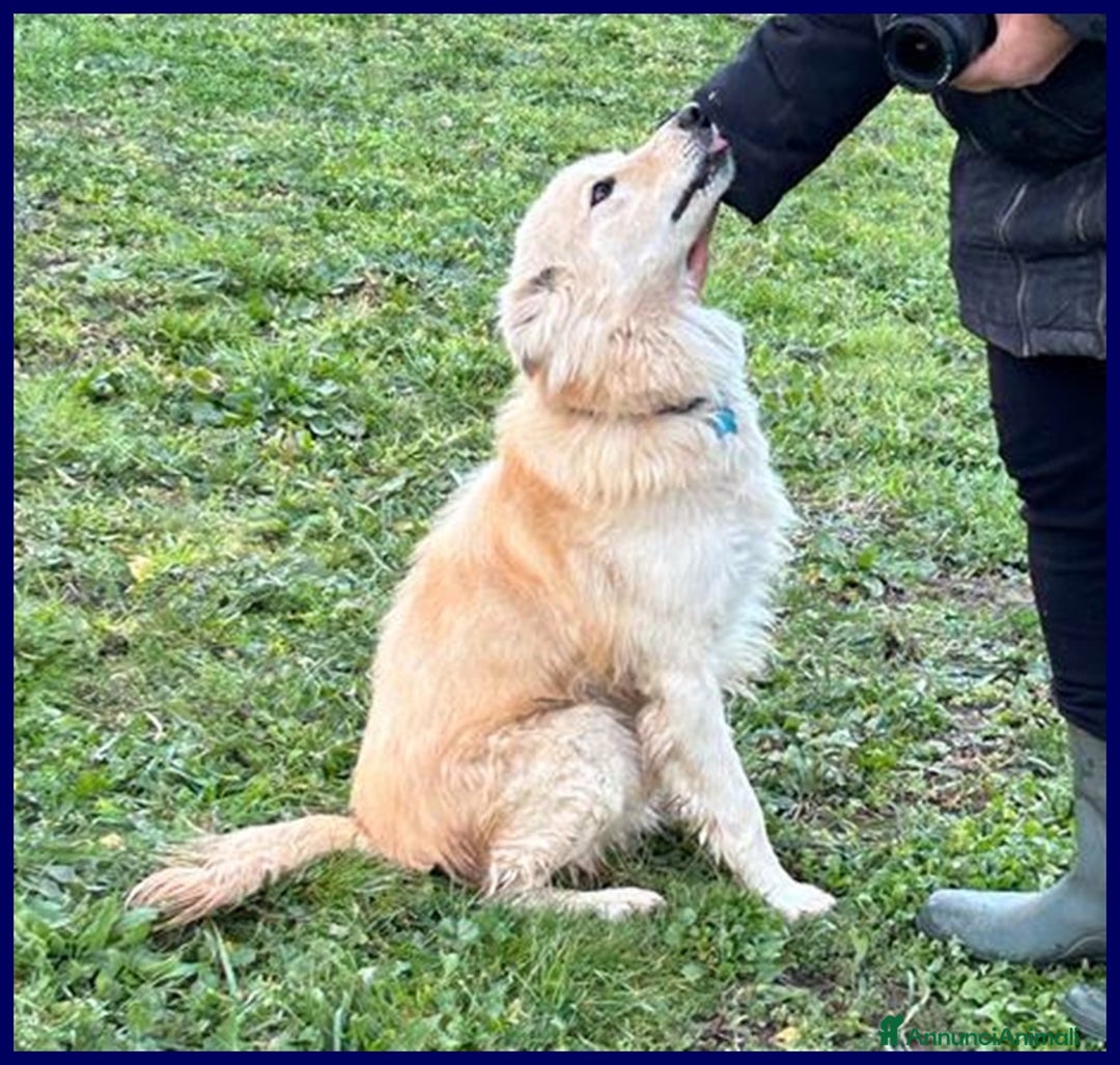 Meticcio cani in regalo: LUCKY-COTONE, IL NOSTRO ANGELO PELOSO, ASPETTA ANC a Città metropolitana di Milano - Annuncio 18