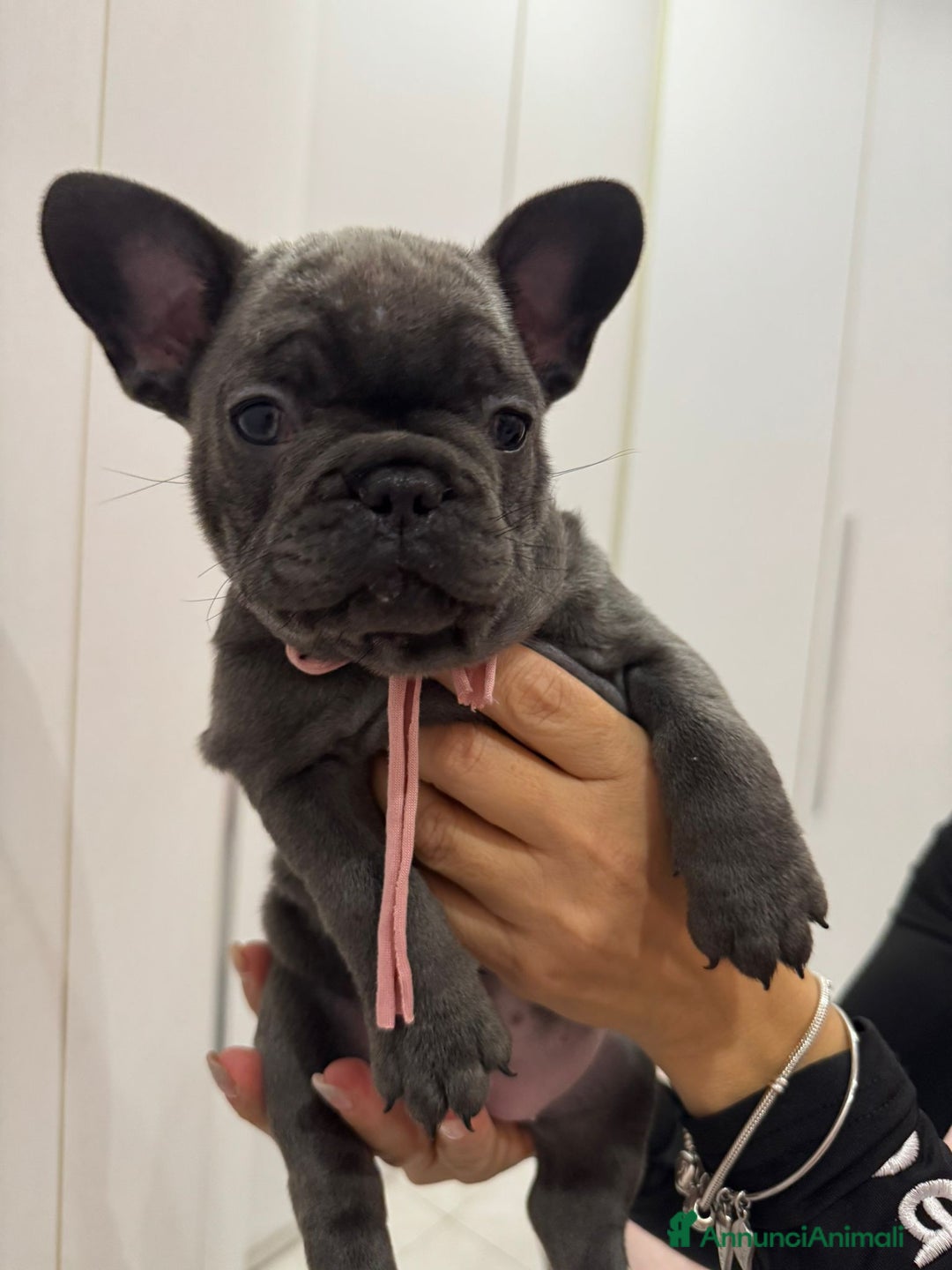 Bulldog Francese cani in vendita: Ultima cucciola di bulldog francese - Annuncio 1