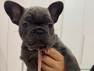 Bulldog Francese cani Ultima cucciola di bulldog francese - Annuncio 5