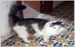Meticcio gatti in regalo: LEONE MERAVIGLIOSO GATTONE A PELO SEMILUNGO 2 ANNI a Roma - Immagine 5
