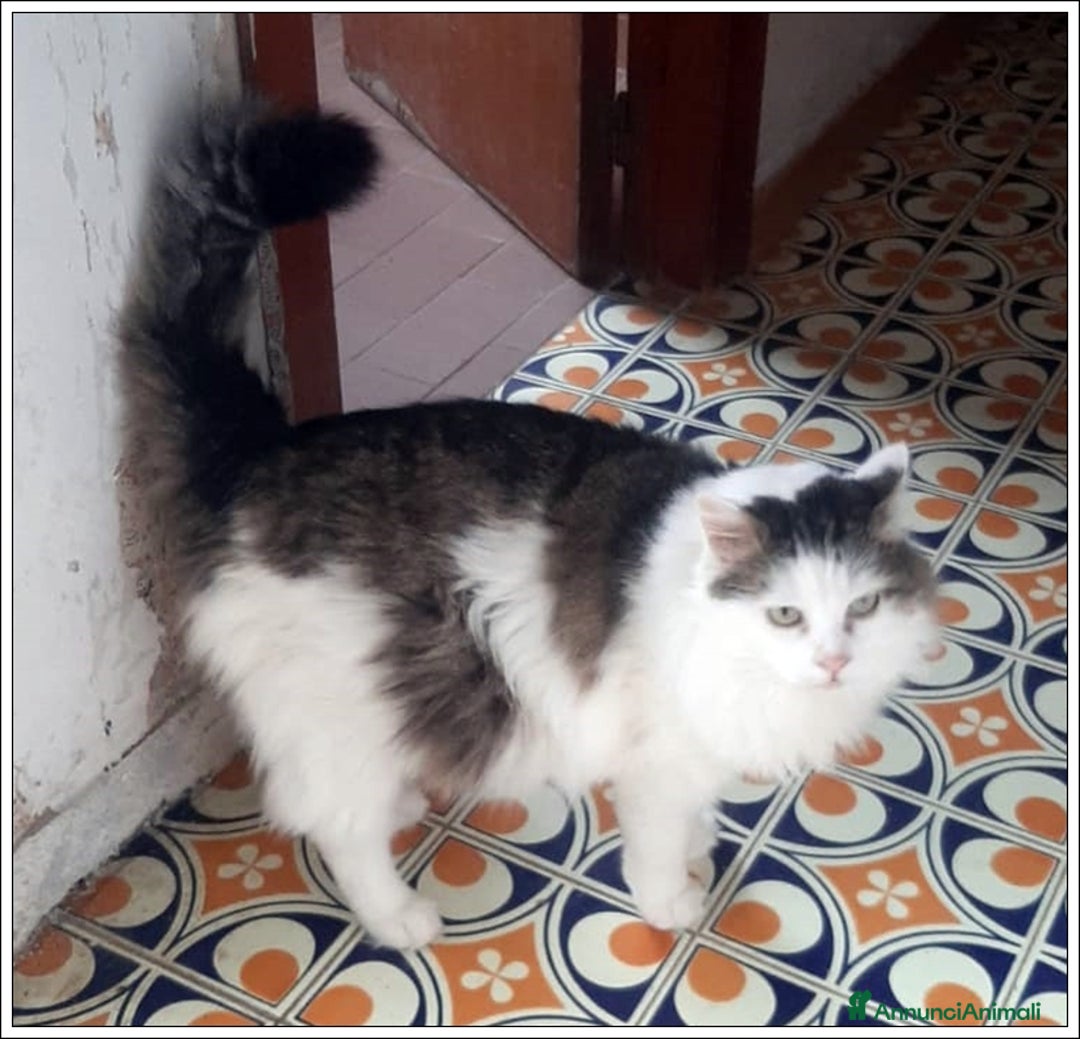 Meticcio gatti in regalo: LEONE MERAVIGLIOSO GATTONE A PELO SEMILUNGO 2 ANNI a Roma - Immagine 5