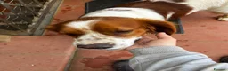 Breton cani in regalo: Poli il Breton energetico  - Annuncio 12