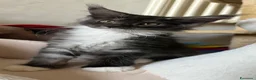 Maine Coon gatti in vendita: Ultima bellisima femina  - Annuncio 2