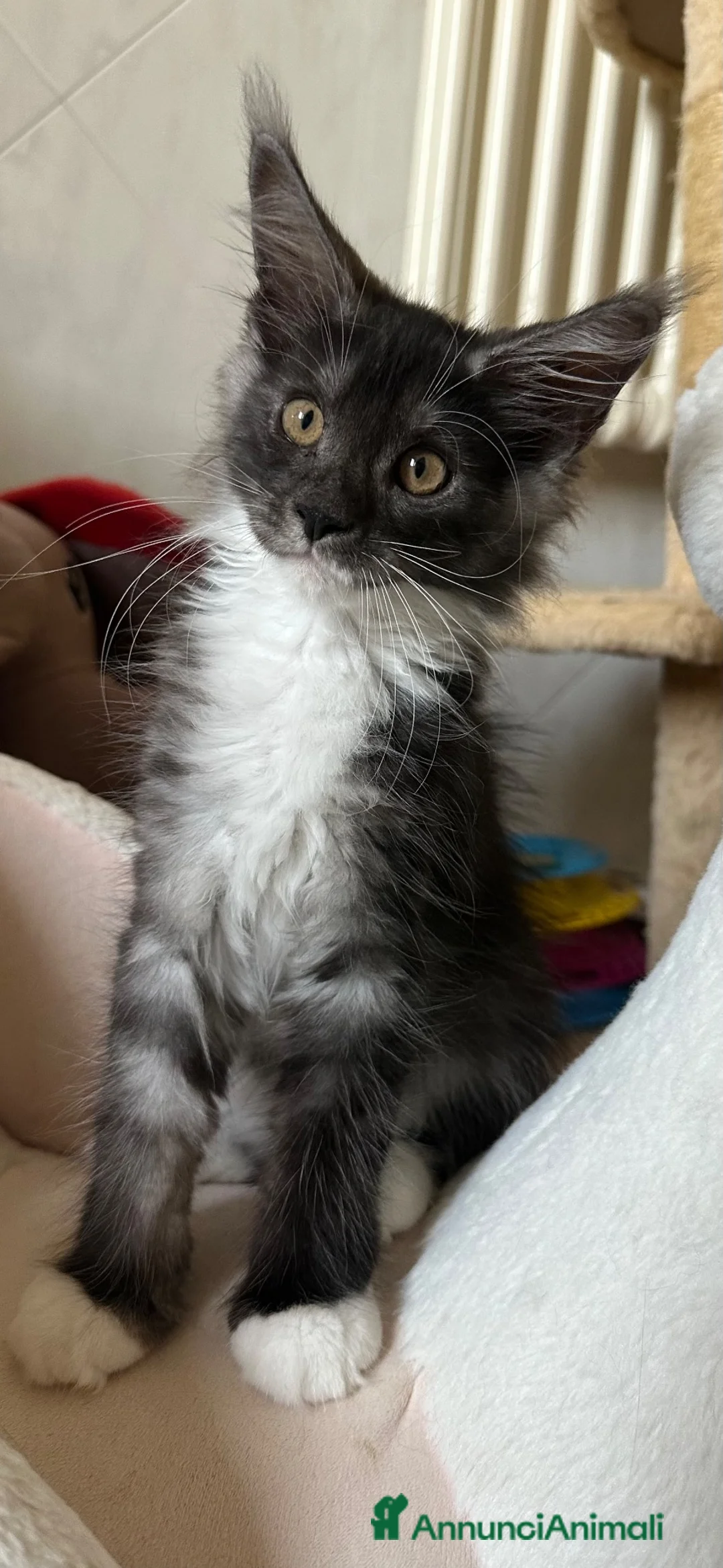 Maine Coon gatti in vendita: Ultima bellisima femina  - Annuncio 2