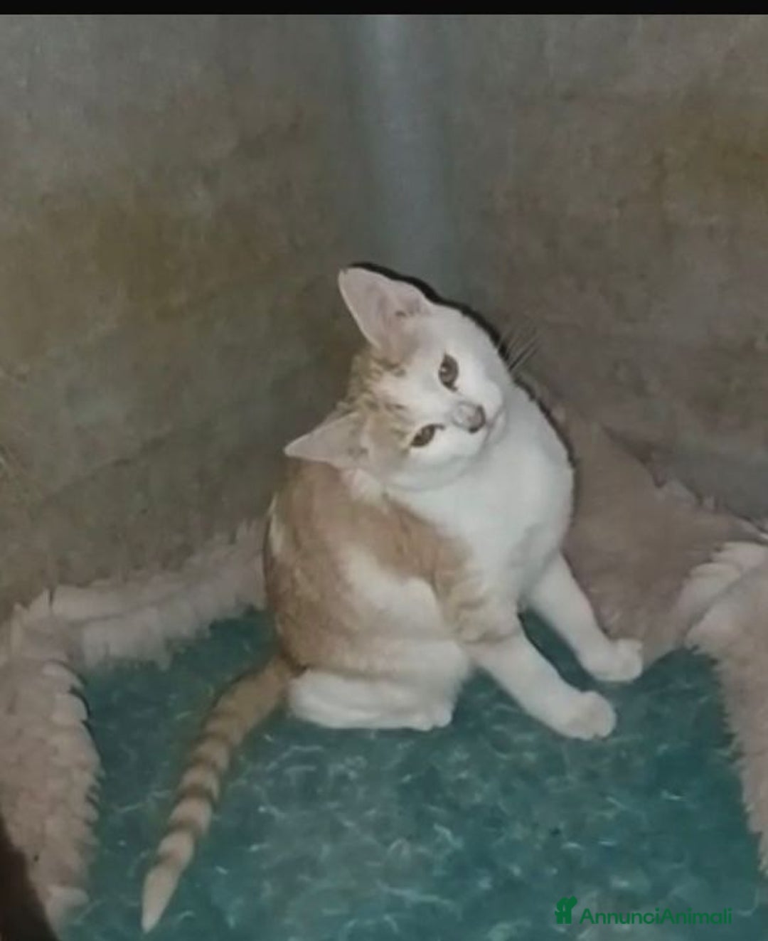 Meticcio gatti in regalo: LA TENERA KANGA - Annuncio 4