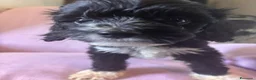 Cavapoo cani in vendita: Cuccioli di cavapoo - Annuncio 5