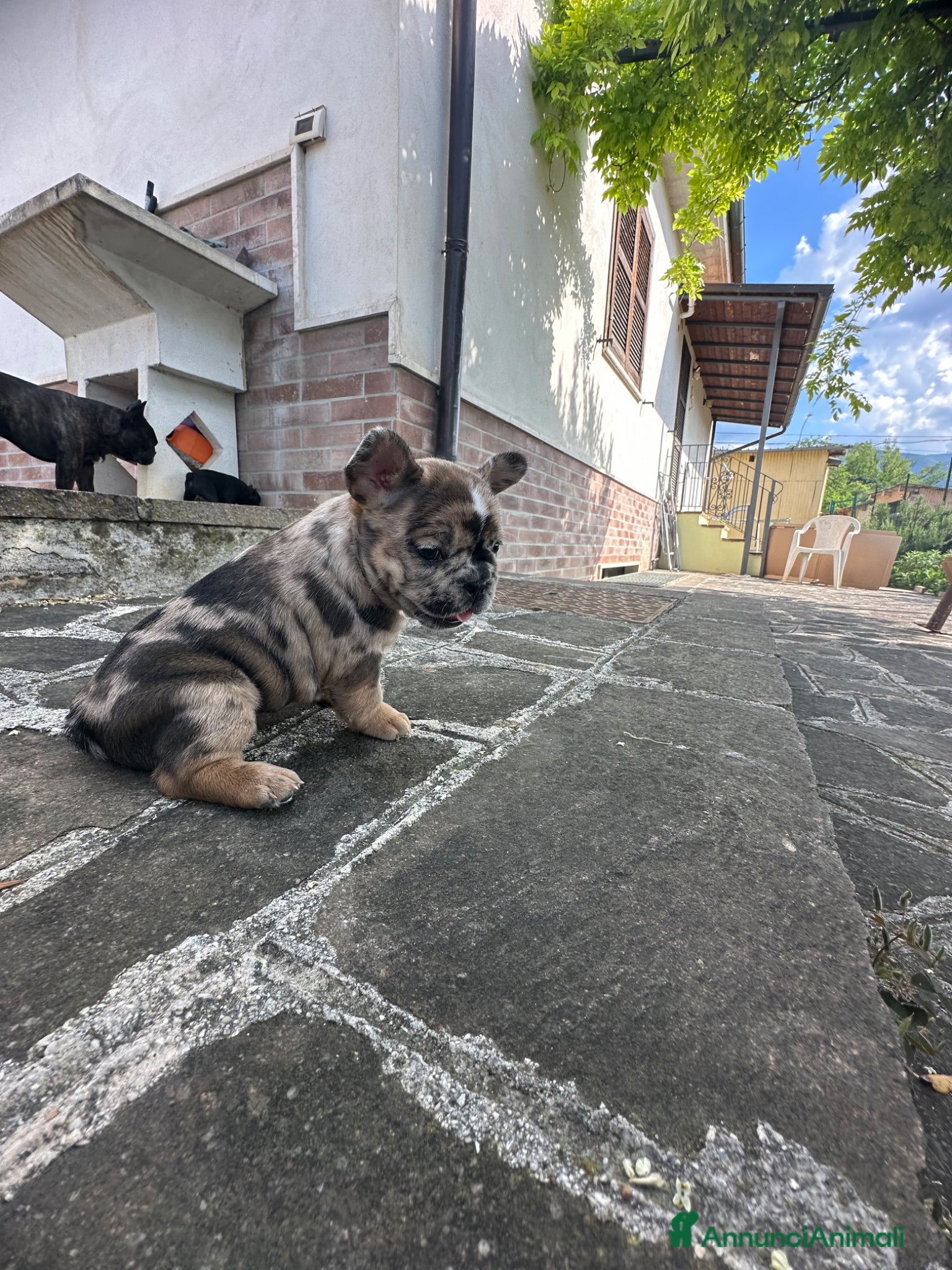 Bulldog Francese cani in vendita: bulldog francese blue occhi celesti, merlè, 2 nere - Annuncio 19