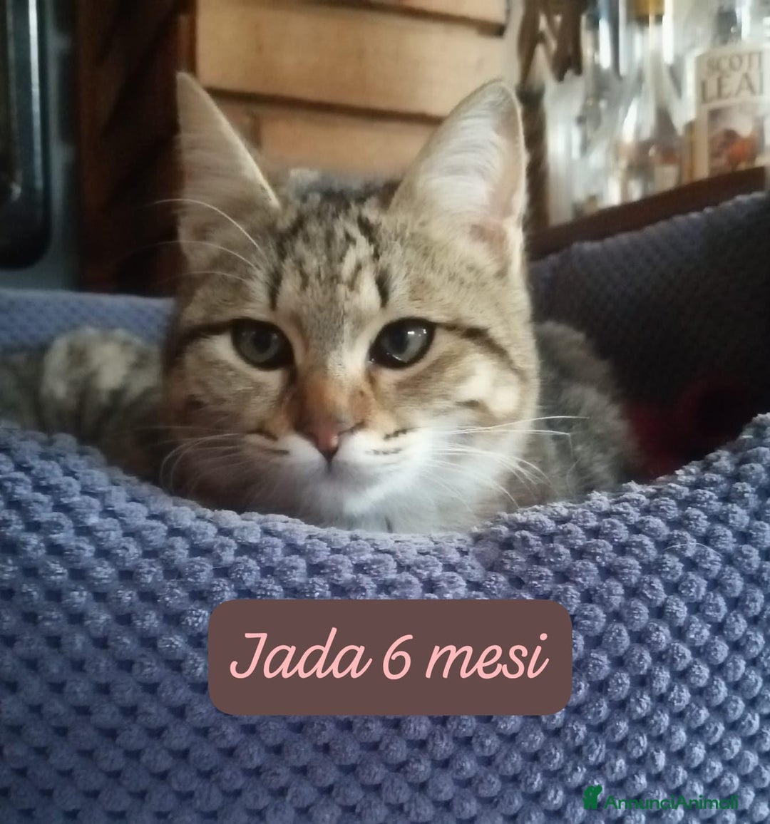 Altre razze gatti in regalo: Gattini desiderosi di trovare famiglia  - Annuncio 10