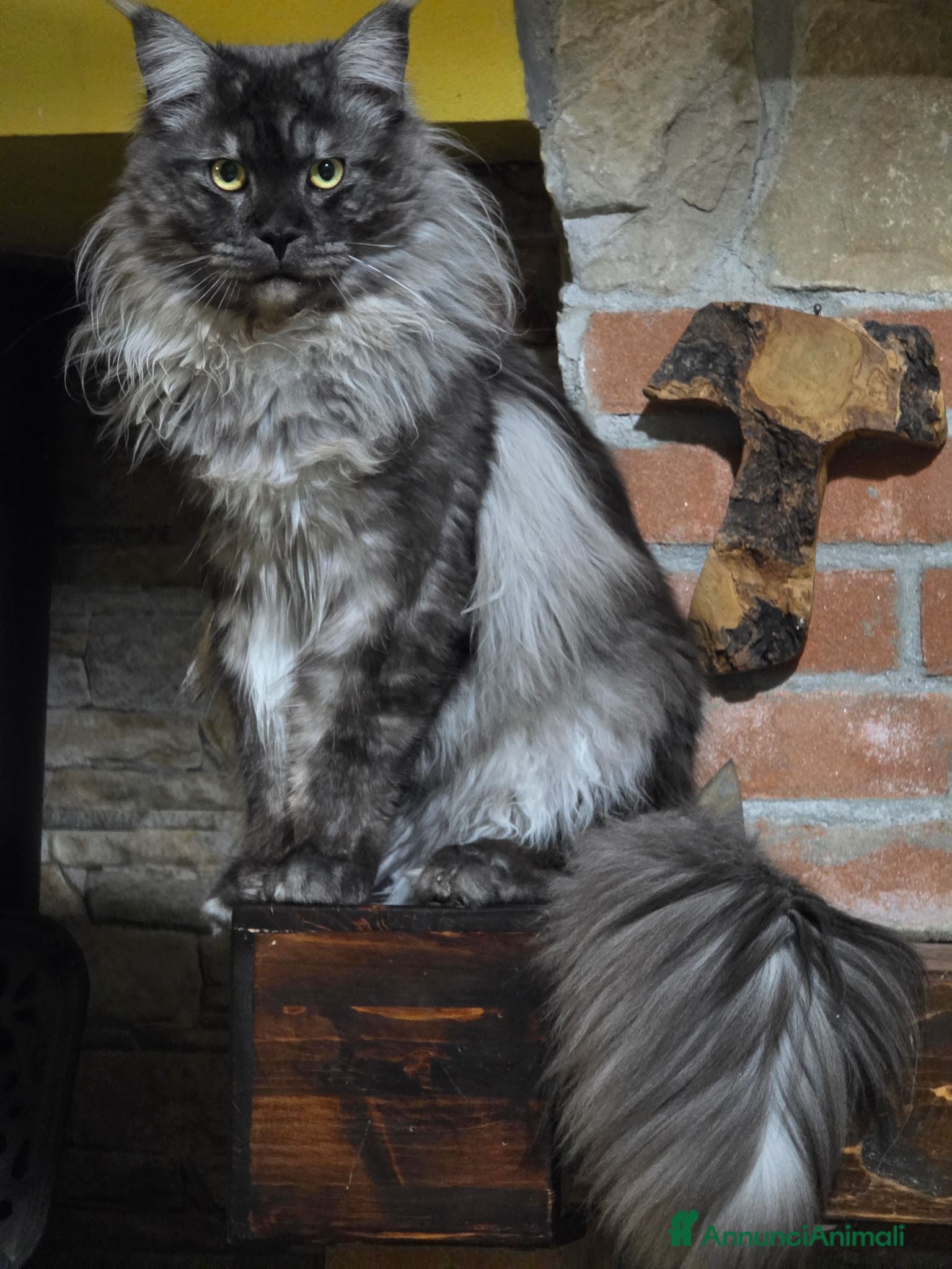 Maine Coon gatti Cuccioli Maine Coon  - Annuncio 3
