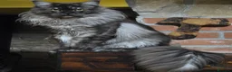 Maine Coon gatti in vendita: Cuccioli Maine Coon  - Annuncio 1