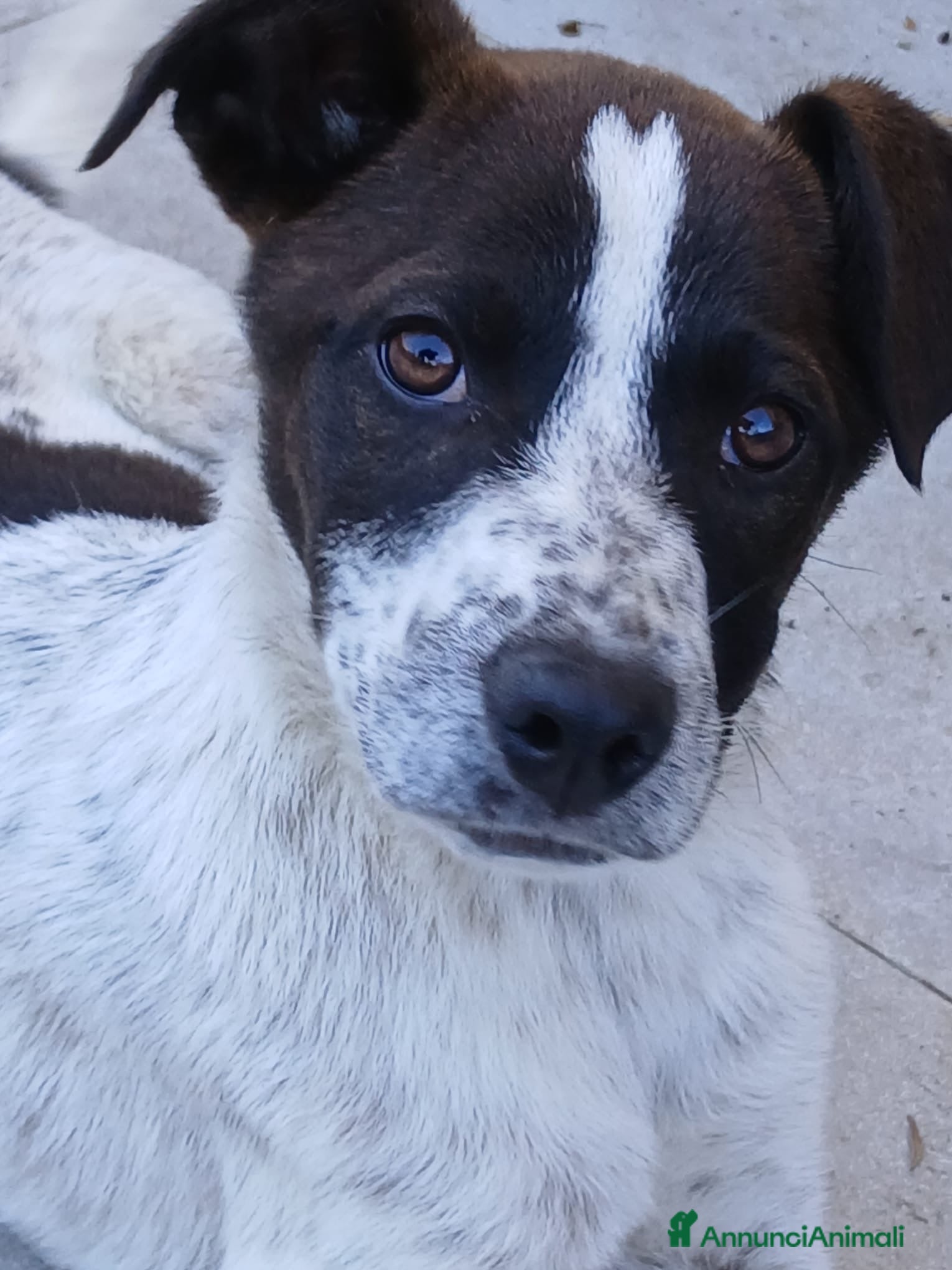 Meticcio cani Macchia - Annuncio 2