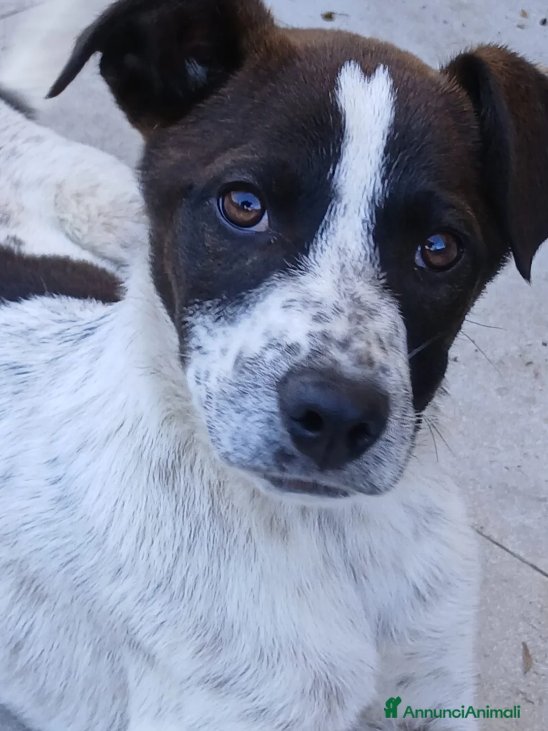 Meticcio cani in regalo: Macchia - Annuncio 1
