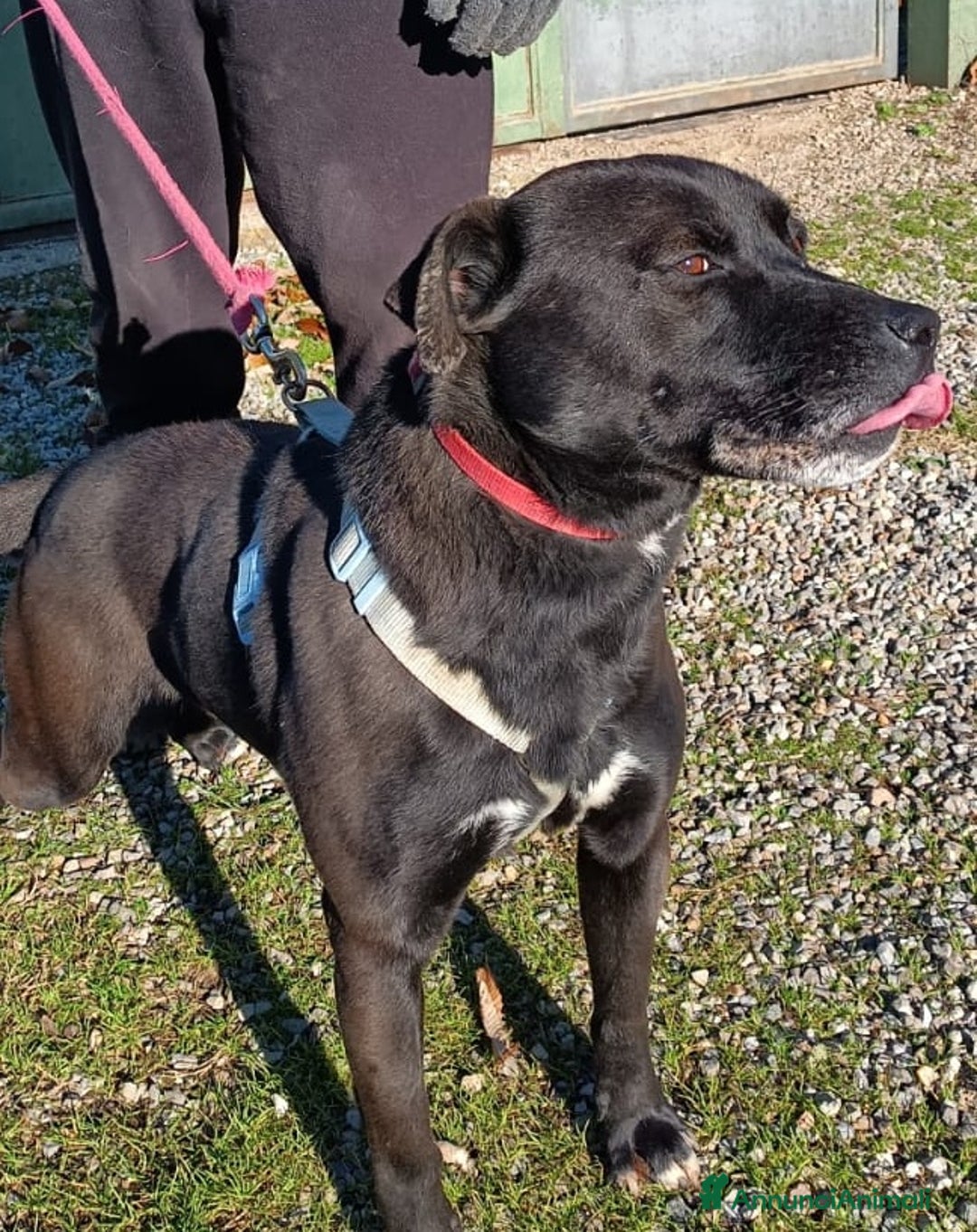 Pitbull cani in regalo: Boris, impossibile non innamorarsi di lui  - Annuncio 5