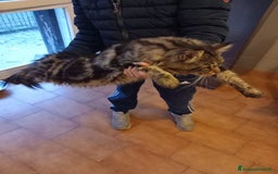 Maine Coon gatti in vendita: Maine coon  a Città metropolitana di Milano - Immagine 3